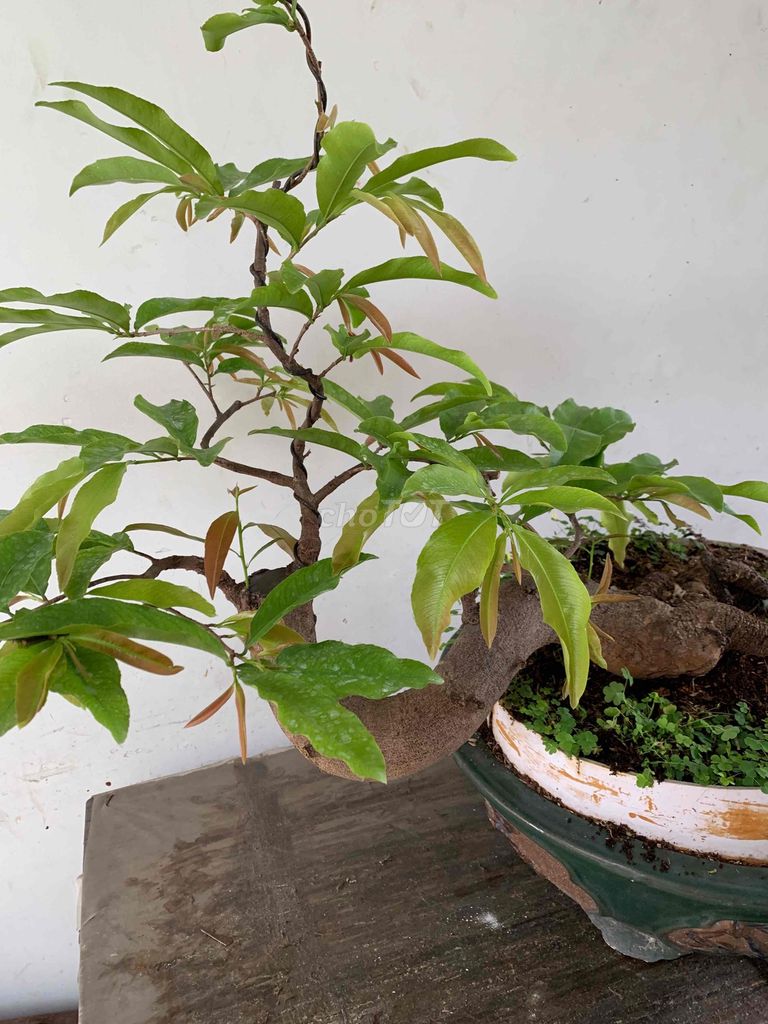 mai vàng bonsai ghép siêu bông SG,dáng nghệ thuật