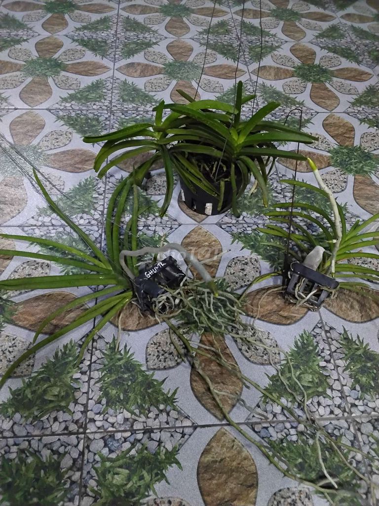 Lan Đơn Thân Thái Lan Giá Rẻ(hết). Mua bán Cây cảnh, đồ trang trí tại Huyện Hóc Môn Tp Hồ Chí Minh được đăng bởi Tiến Tăng hình 1