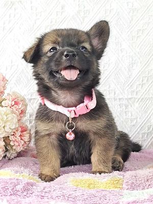 Gái Nhật F xinh gái cute chào sen😘🥰