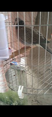 mái tơ rớt hột. Mua bán Chim tại Thành phố Thuận An Bình Dương được đăng bởi Nhan Nguyen