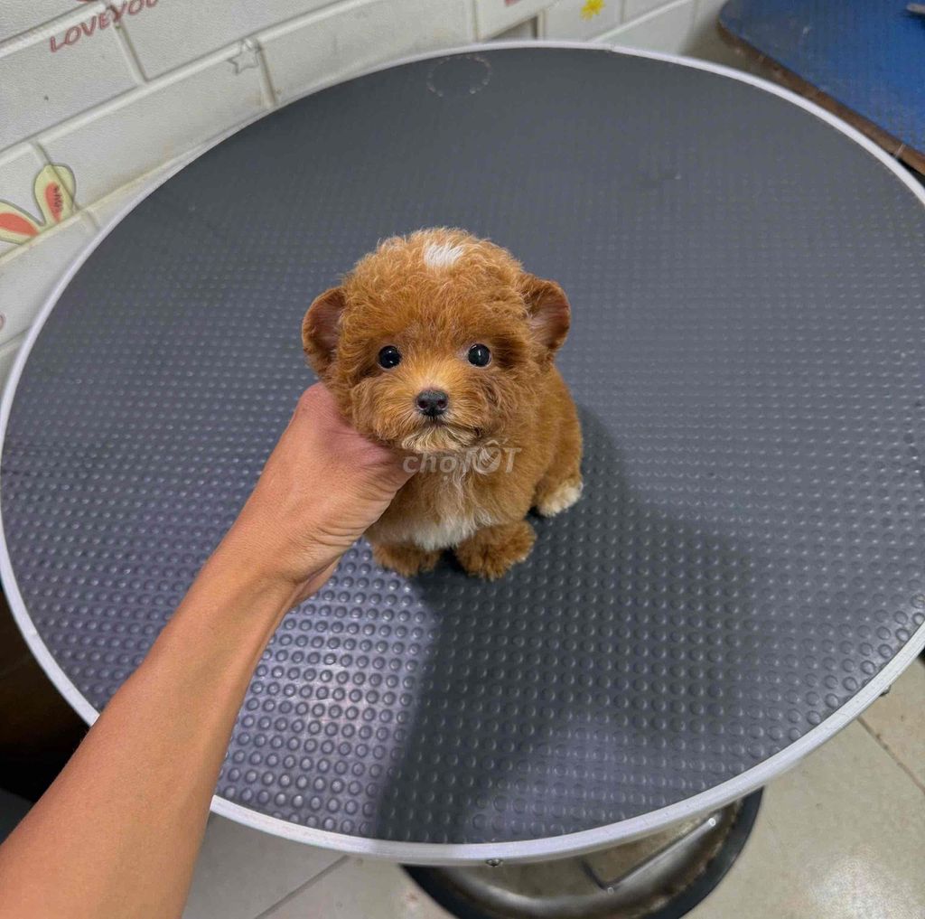 Chó Poodle Tiny Teacup màu Nâu. Mua bán Chó tại Thành phố Long Khánh Đồng Nai được đăng bởi Châu Trần hình 1