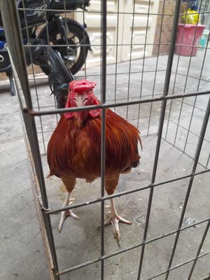 Gà giáp cu ban f1zin chuyên đầu cần hàng chửng. Mua bán Gà tại Quận 12 Tp Hồ Chí Minh được đăng bởi Vi Minh