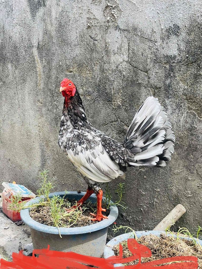 1,3KG CHƠI XUÂN