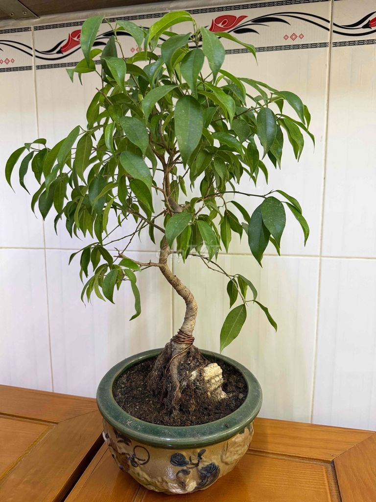 Cây Sanh Thuần chậu 3 năm. Mua bán Cây cảnh, đồ trang trí tại Quận Ninh Kiều Cần Thơ được đăng bởi ĐTDĐ HỒNG ĐĂNG hình 1