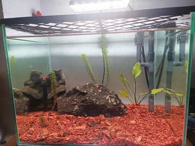 Bể thủy sinh.. Mua bán Thú cưng khác tại Thành phố Buôn Ma Thuột Đắk Lắk được đăng bởi Minh Hải