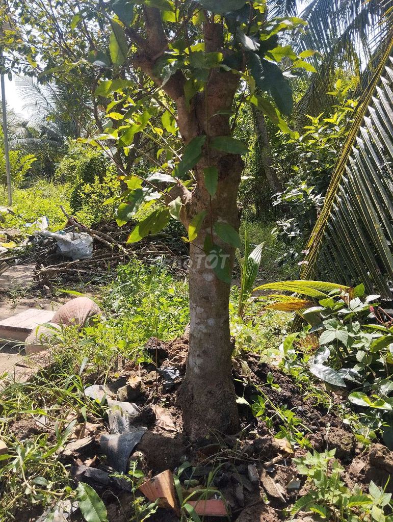 Cây cảnh Mai vàng. Mua bán Cây cảnh, đồ trang trí tại Huyện Châu Thành Đồng Tháp được đăng bởi Trung Lùn 66 hình 1