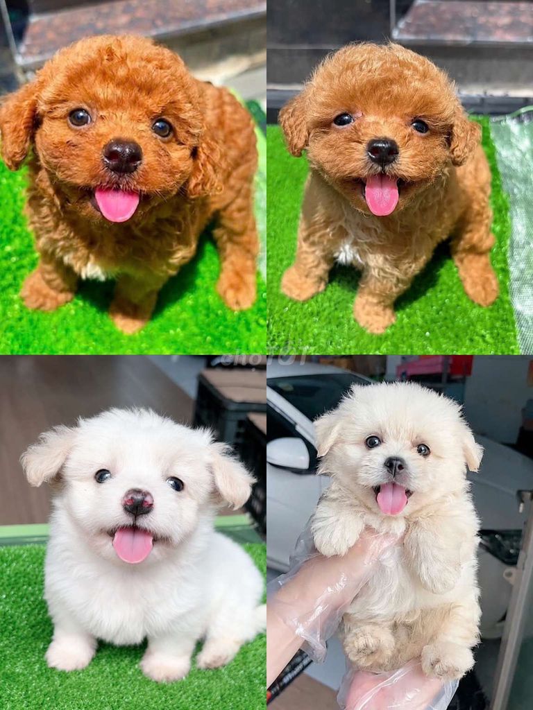 Chó poodle tiny 2 tháng tuổi đã tiêm 1 mũi. Mua bán Chó tại Quận 11 Tp Hồ Chí Minh được đăng bởi Minh nguyễn  hình 1