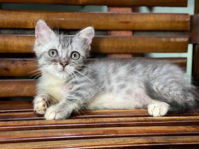 bé trai chân lùn xinh đẹp quấn chủ. Mua bán Mèo tại Quận 12 Tp Hồ Chí Minh được đăng bởi Lâm Lê