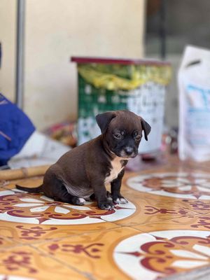tìm nhà mới cho 2 bé cún. Mua bán Chó tại Thành phố Ninh Bình Ninh Bình được đăng bởi Hoàng Tuấn