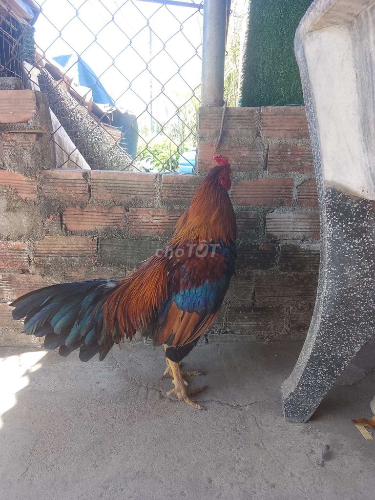 Gà chọi Điều 3kg. Mua bán Gà tại Huyện Trảng Bom Đồng Nai được đăng bởi nhiếp phong hình 1
