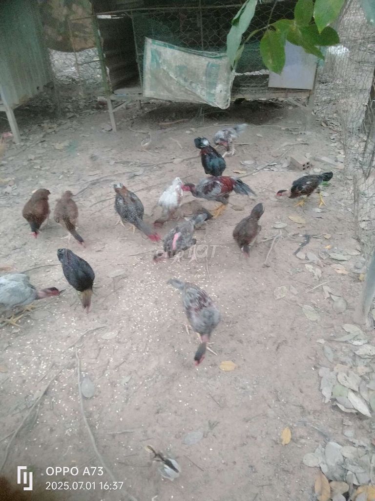 Gà nhà đúc. Nhờ anh em ủng hộ ah