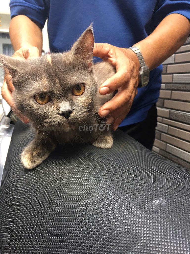 Mèo Anh Lông Ngắn Lai. Mua bán Mèo tại Quận Bình Thạnh Tp Hồ Chí Minh được đăng bởi Nguyễn Thị Mỹ Hiền hình 5