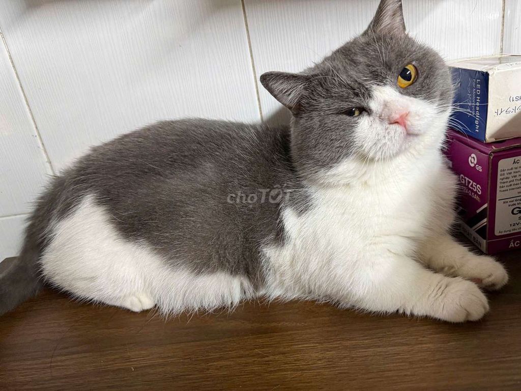 Mèo Anh chân ngắn lông ngắn 2 năm. Mua bán Mèo tại Quận 5 Tp Hồ Chí Minh được đăng bởi Trần Thế Sang hình 1