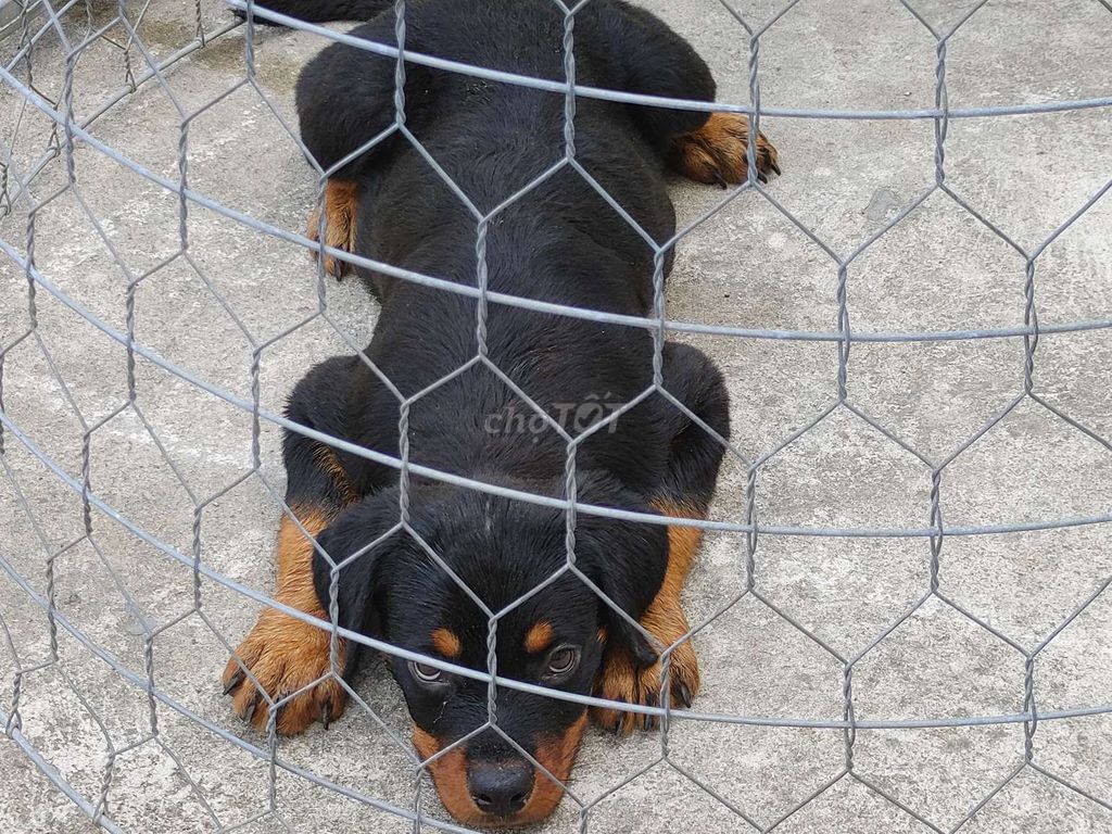 Rottweiler Cái...12. Mua bán Chó tại Quận 12 Tp Hồ Chí Minh được đăng bởi Nhân Rottweiler  hình 2
