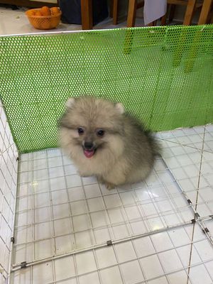 Pomeranian Nữ Nâu Nhạt, Bé.. Mua bán Chó tại Quận 11 Tp Hồ Chí Minh được đăng bởi Cô Hậu hình 1