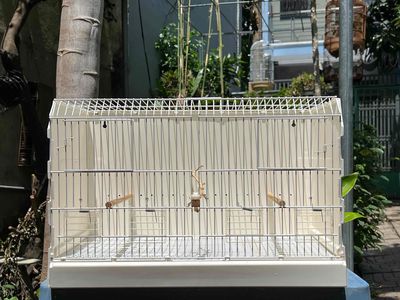 lồng nuôi chim Yến của Ý. Mua bán Phụ kiện, Thức ăn, Dịch vụ tại Quận Gò Vấp Tp Hồ Chí Minh được đăng bởi Khoa Trần