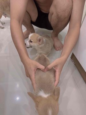 Corgi con màu vàng nhà đẻ