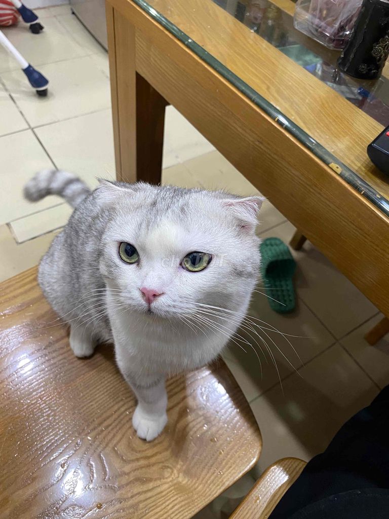 Mèo Silver Tabby đực 2 tuổi đã tiêm. Mua bán Mèo tại Quận Thanh Xuân Hà Nội được đăng bởi Tên chưa cung cấp hình 1