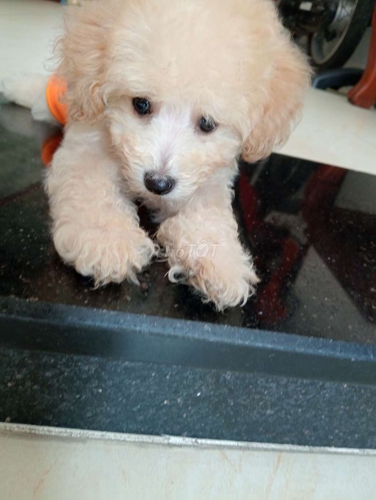 Chó poodle tên nâu. Mua bán null tại Quận Bình Tân Tp Hồ Chí Minh được đăng bởi Thảo hình 4
