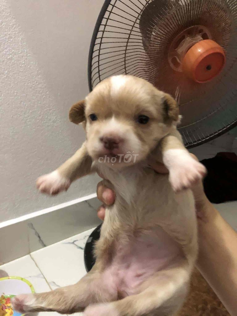 Chó con Vàng kem. Mua bán Chó tại Quận Ngũ Hành Sơn Đà Nẵng được đăng bởi lương thiện hình 1