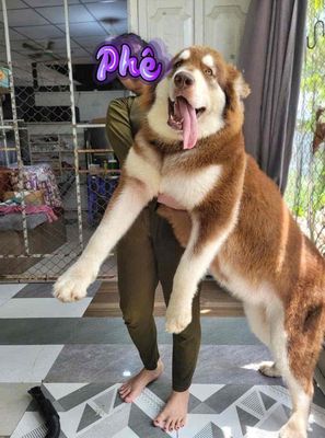 Chó Alaskan Malamute cái 20 tháng