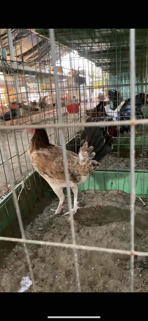 Mái Mỹ Kelso/Asil Mái 2.3kg 2 cựa. Mua bán Gà tại Huyện Bình Chánh Tp Hồ Chí Minh được đăng bởi Hieu Le hình 1