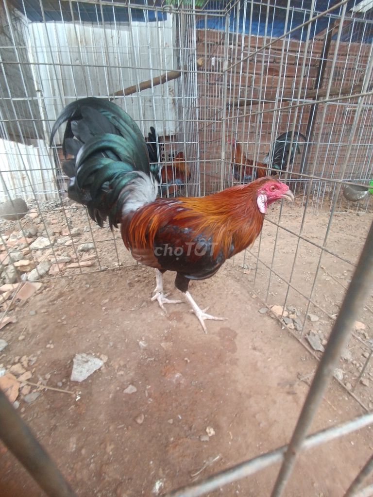 Gà tre đực màu điều . Mua bán Gà tại Thành phố Đồng Xoài Bình Phước được đăng bởi Bách Hà Đức hình 1