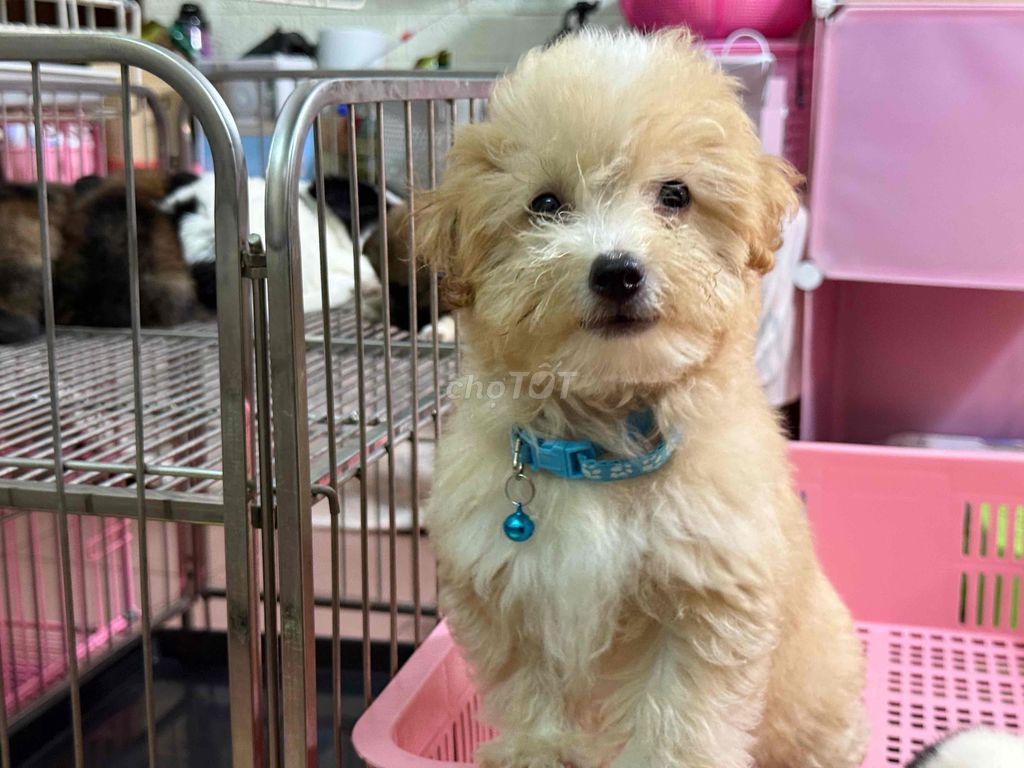 poodle kem vàng xinh xắn