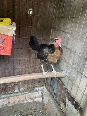 Mái butcher chân trắng 1k đang đẻ. Mua bán Gà tại Thành phố Thủ Đức Tp Hồ Chí Minh được đăng bởi Sĩ
