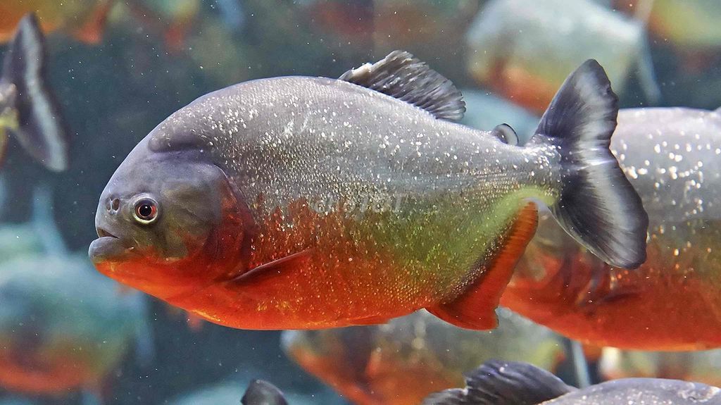 red belly piranha