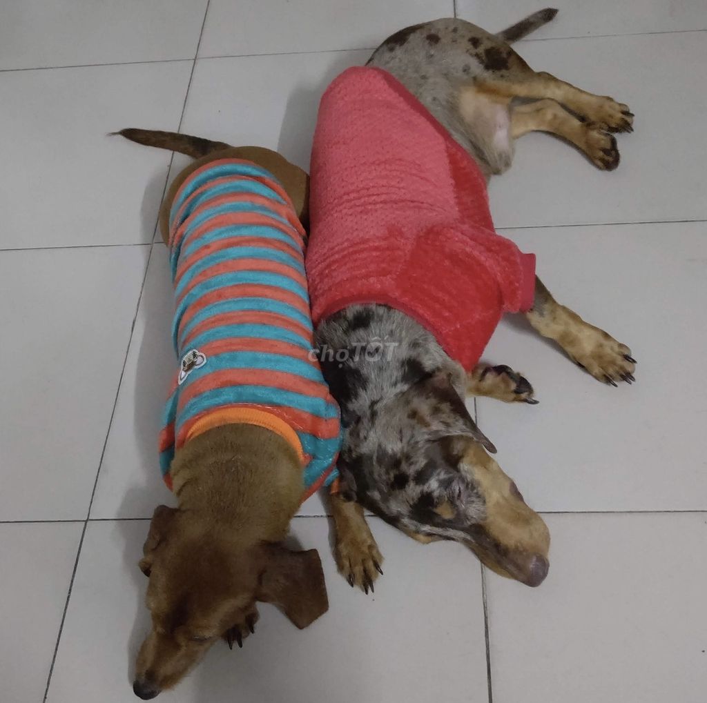 Chó Lạp xưởng trên 15kg. Mua bán Chó tại Thành phố Thủ Đức Tp Hồ Chí Minh được đăng bởi Tuấn Anh hình 1