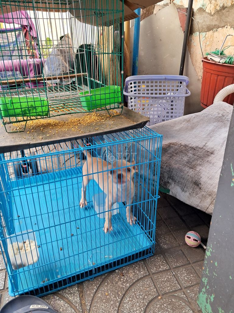 Chó Chihuahua Nâu vàng. Mua bán Chó tại Quận 8 Tp Hồ Chí Minh được đăng bởi van truong hình 1