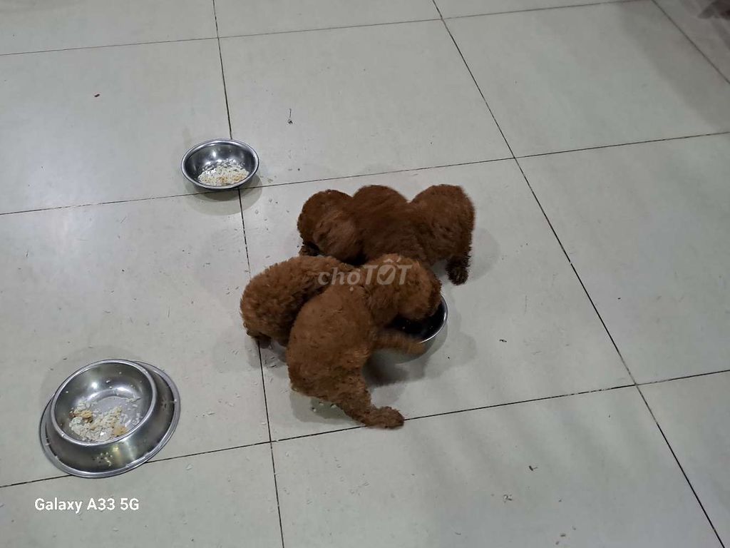 Poodle tini tìm chủ yêu thương. Mua bán Chó tại Thành phố Thủ Đức Tp Hồ Chí Minh được đăng bởi Truong Minh Chau hình 5