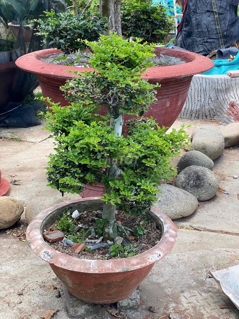 Cây cảnh Kim quýt bonsai. Mua bán Cây cảnh, đồ trang trí tại Thành phố Trà Vinh Trà Vinh được đăng bởi chú ba ph hình 1