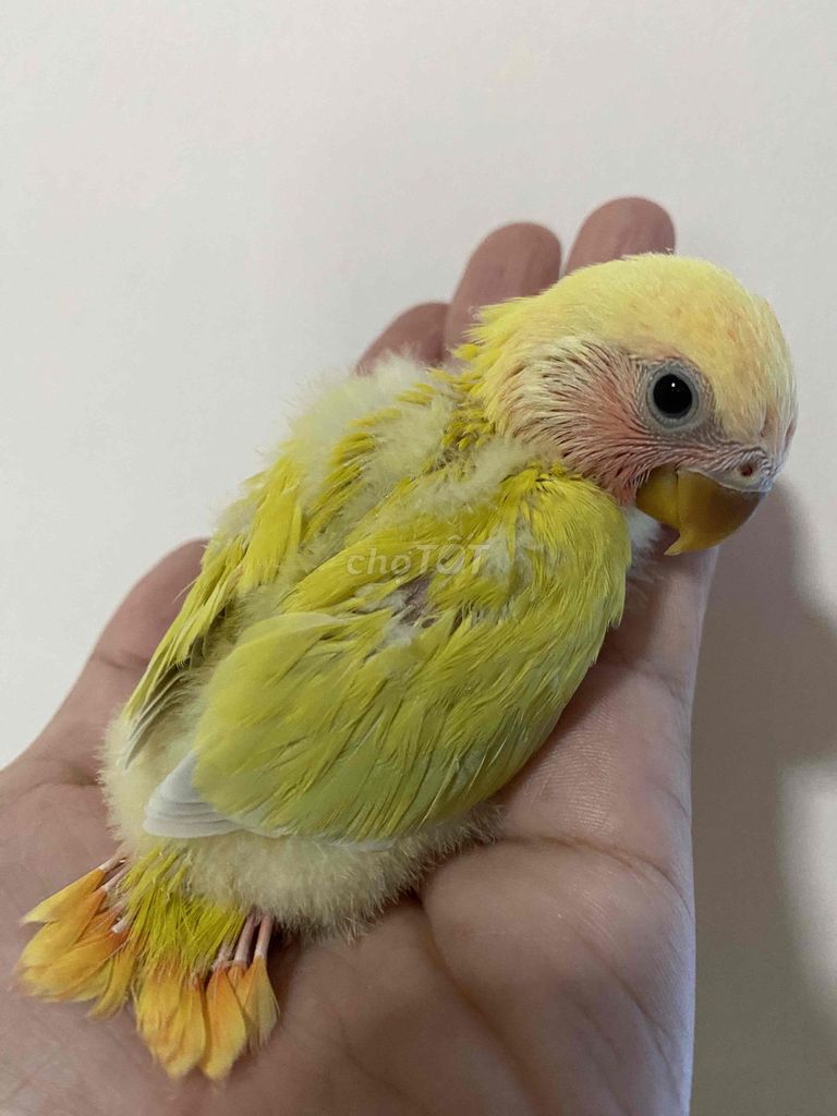 Bé vẹt lovebird đút bột vàng mặt đỏ rất ngoan hiền. Mua bán Chim tại Quận Phú Nhuận Tp Hồ Chí Minh được đăng bởi Thuý An hình 1