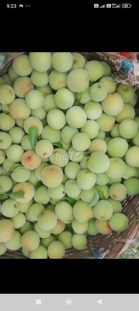 Mơ xanh vàng. Mua bán Đồ ăn, thực phẩm và các loại khác tại Thành phố Sơn La Sơn La được đăng bởi Minh Khánh hình 1