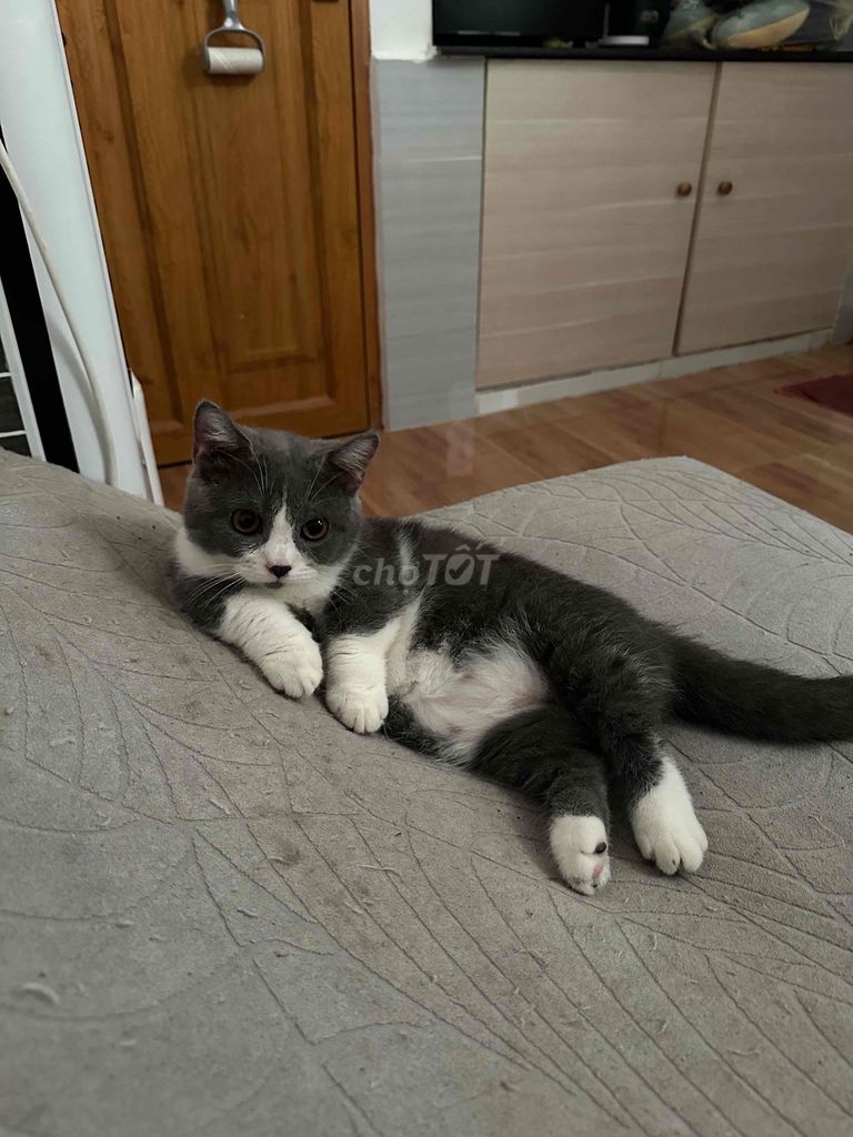 Mèo chân ngắn Bicolor 8 tháng. Mua bán Mèo tại Quận Tân Phú Tp Hồ Chí Minh được đăng bởi Huy hình 1
