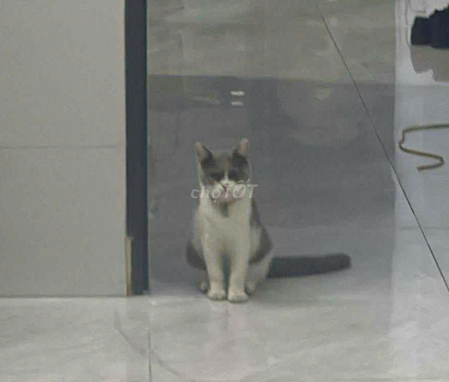 [Tìm mèo thất lạc]. Mua bán Mèo tại Quận Bình Tân Tp Hồ Chí Minh được đăng bởi Thanh Tâm hình 2