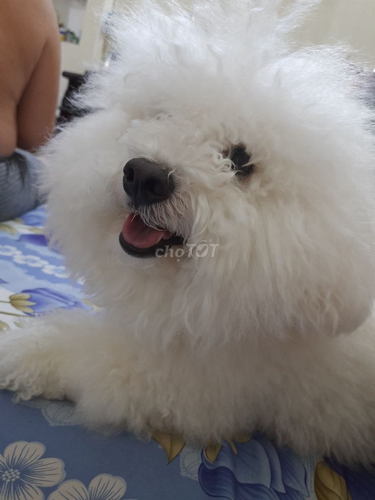 Thanh lý chó bichon