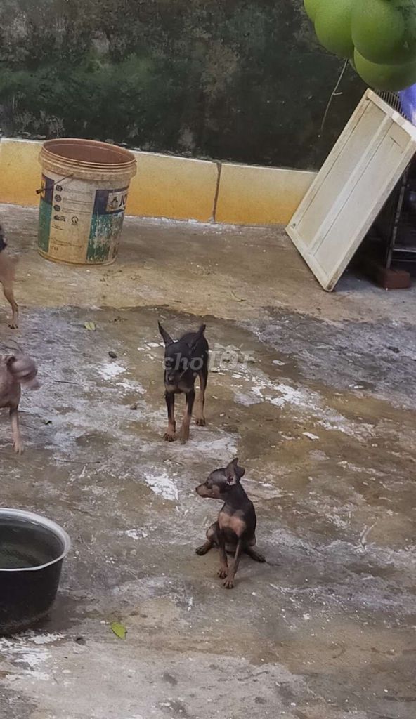 Chó Phốc hươu 3 tháng đã tiêm phòng. Mua bán Chó tại Quận Ba Đình Hà Nội được đăng bởi Đào quang Trung hình 1