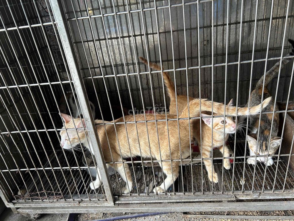 Mèo con cả hai màu Vàng Đen Trắng. Mua bán Mèo tại Quận Long Biên Hà Nội được đăng bởi sù mon hình 1