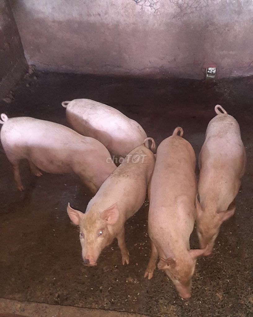 Heo Trắng 5 con. Mua bán Thú cưng khác tại Huyện Củ Chi Tp Hồ Chí Minh được đăng bởi Tài Pham hình 1