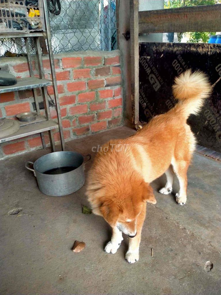 Chó phong thuỷ Bát Long Cẩu