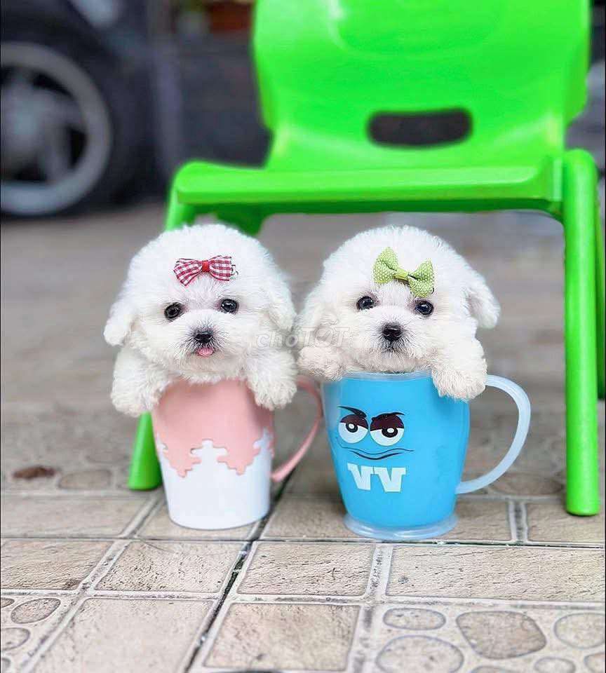 Poodle tiny xinh ngoan Yêu