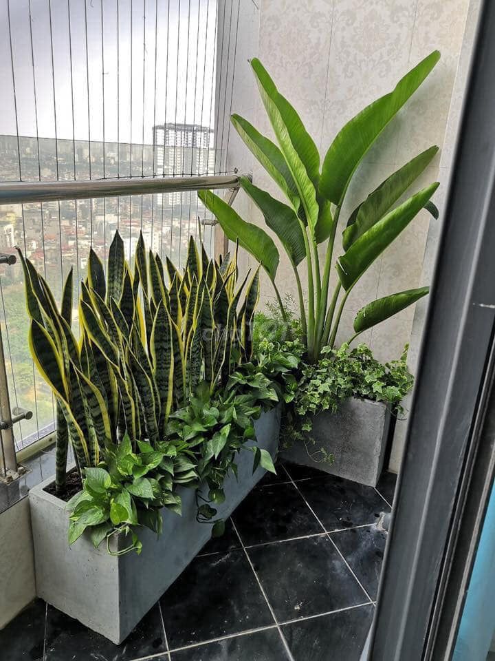 Chậu xi măng siêu nhẹ. Mua bán Cây cảnh, đồ trang trí tại Quận Bắc Từ Liêm Hà Nội được đăng bởi EGreenlife nhà vườn xanh hình 1