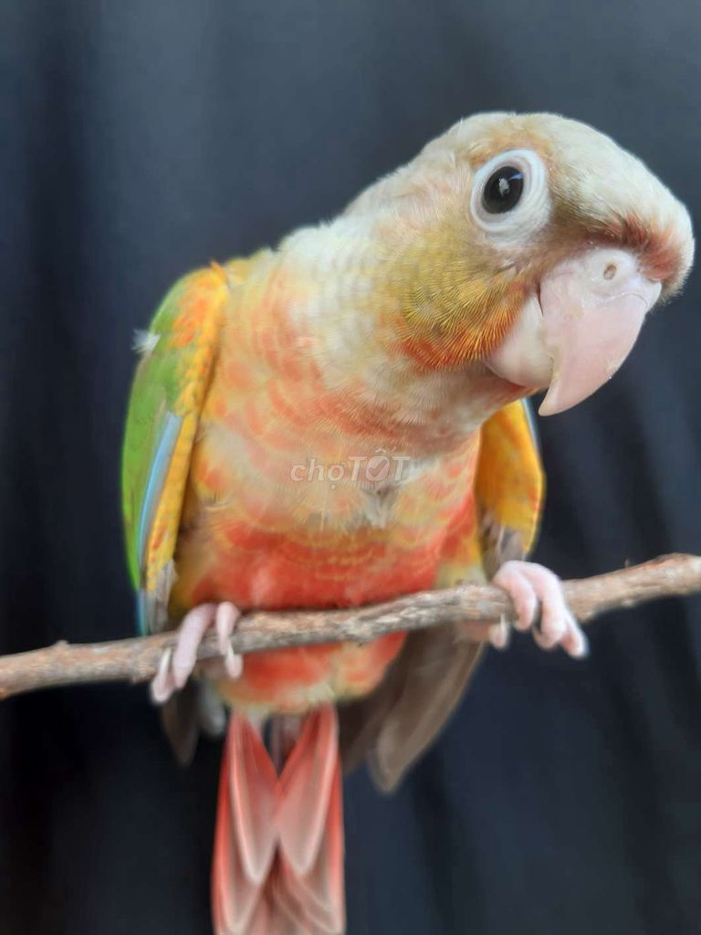 Vẹt Pineapple Greencheck. Mua bán Chim tại Quận Gò Vấp Tp Hồ Chí Minh được đăng bởi Bao Bao hình 1