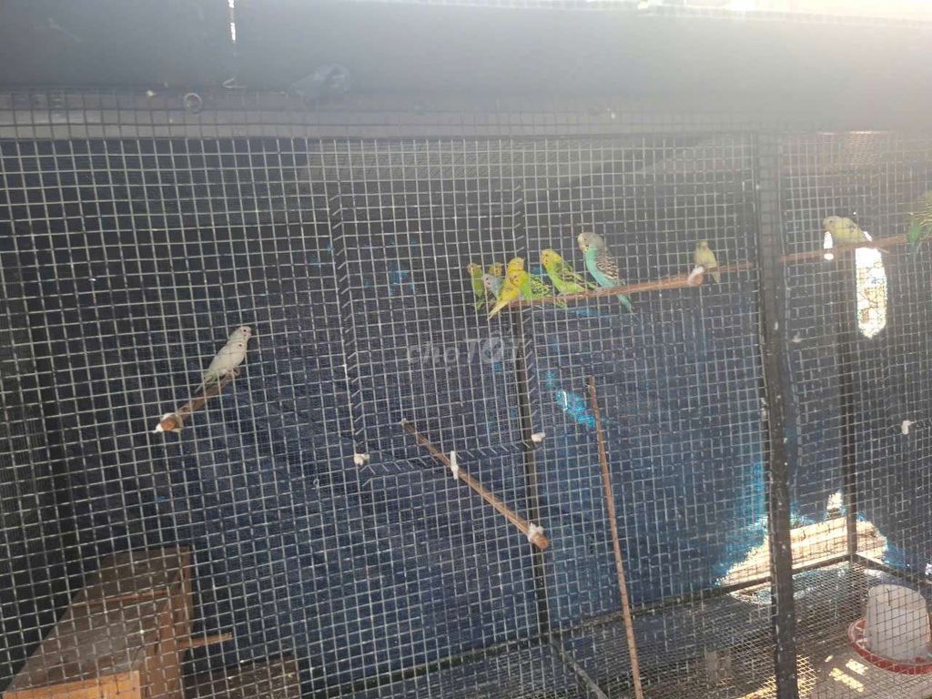 Chim Yến phụng sinh sản khỏe mạnh. Mua bán Chim tại Quận Sơn Trà Đà Nẵng được đăng bởi Anh Map hình 1