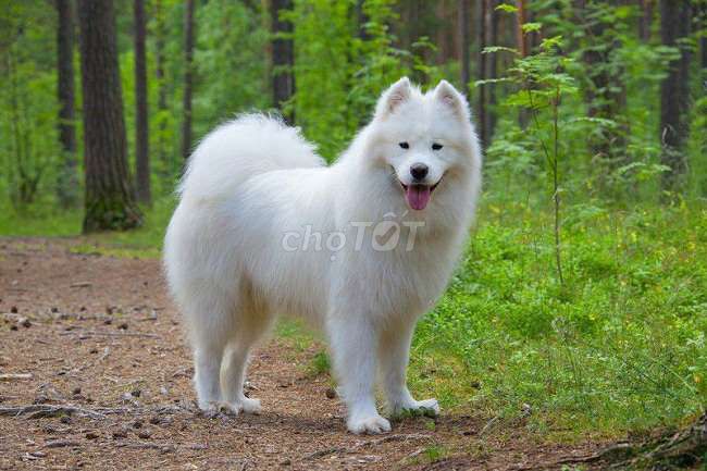 Chó Samoyed thuần chủng siêu đẹp đã tiêm ngừa. Mua bán Chó tại Quận Tân Bình Tp Hồ Chí Minh được đăng bởi Linh Lan hình 1