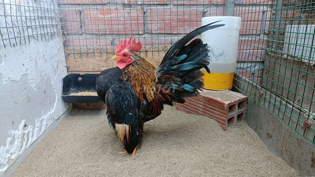 Gà Serama Điều Trống. Mua bán Gà tại Thành phố Rạch Giá Kiên Giang được đăng bởi Bush rạch giá hình 1