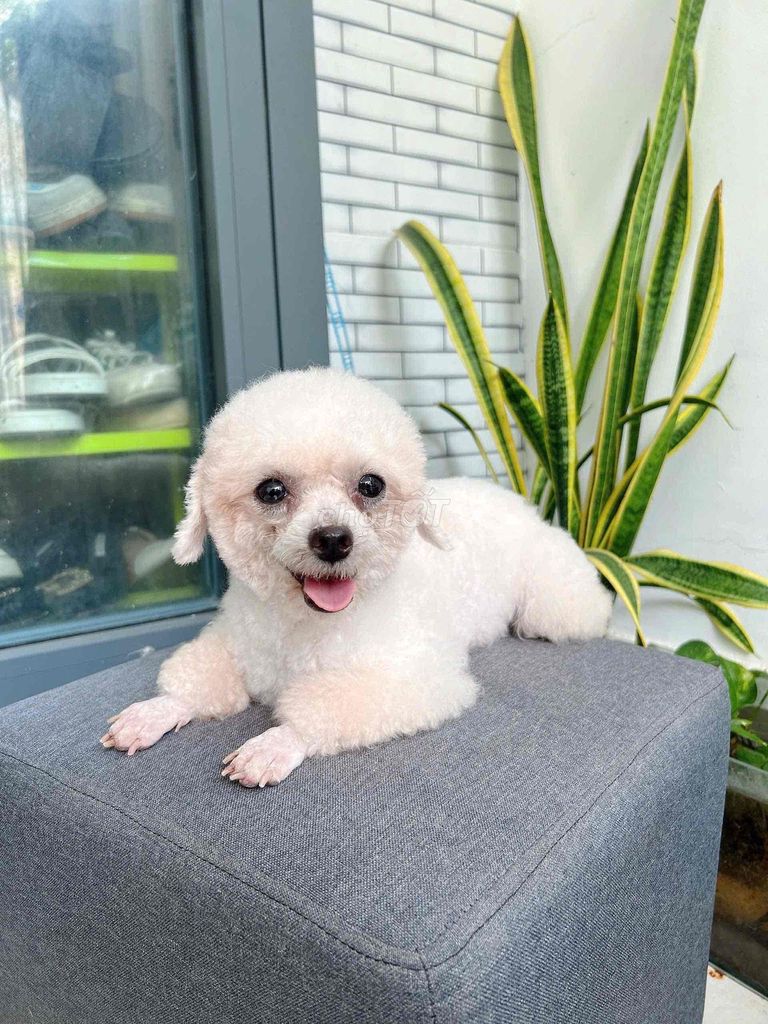 chó poodle trắng cái tinycup hơn 1 tuổi